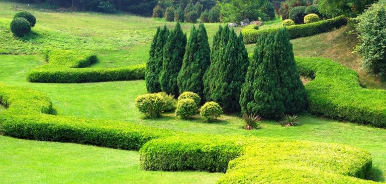 grand jardin avec arbres et buissons